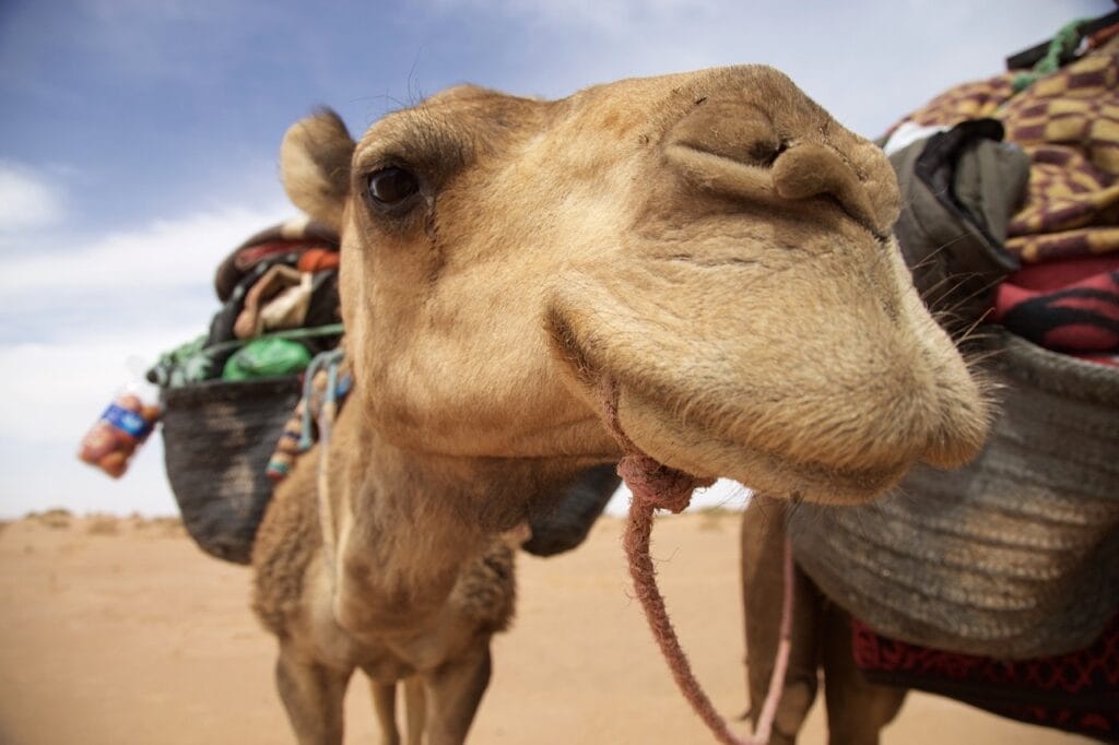 Erg Chigaga camel trek & jeep safari – 4-day Sahara desert tour