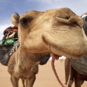 Erg Chigaga camel trek & jeep safari – 4-day Sahara desert tour
