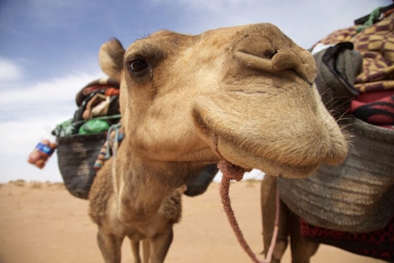 Erg Chigaga camel trek & jeep safari – 4-day Sahara desert tour