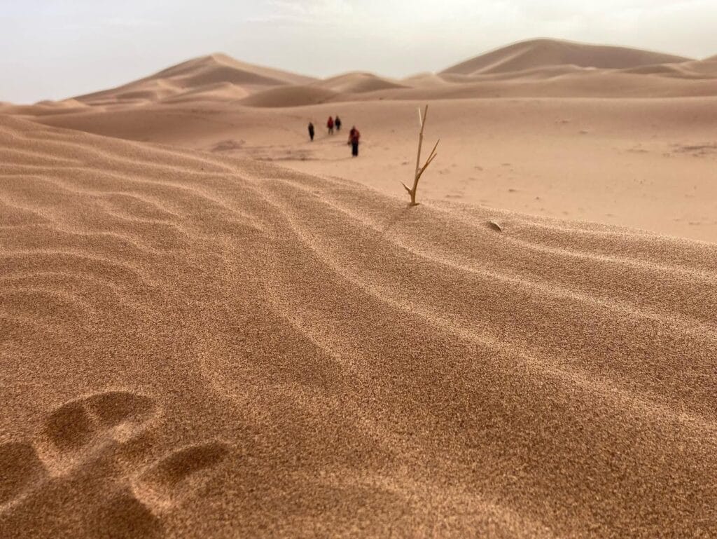 Bertam dunes camel trekking – 3-day desert tour — From Agadir