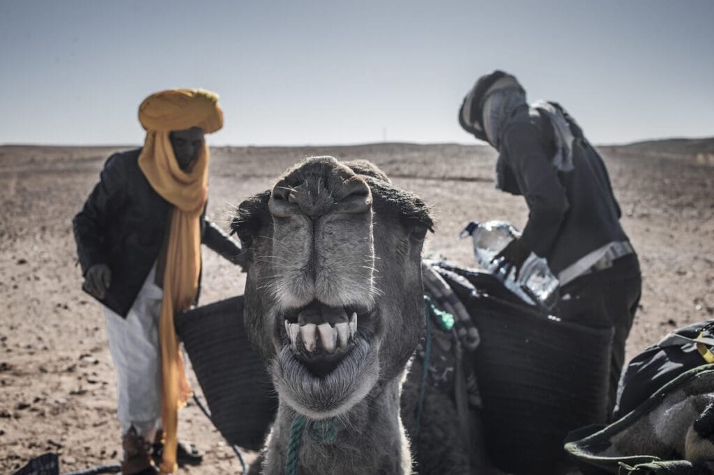 Erg Zahar camel trekking – 6-day desert tour — From M’Hamid Erg Zahar camel trekking – 6-day desert tour