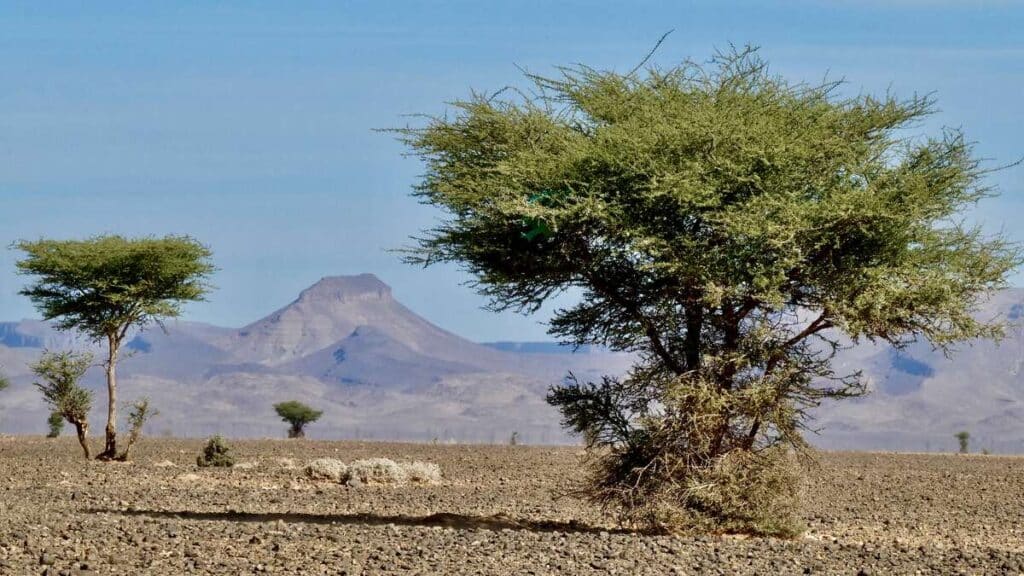 hamada desert near Foum Zguid