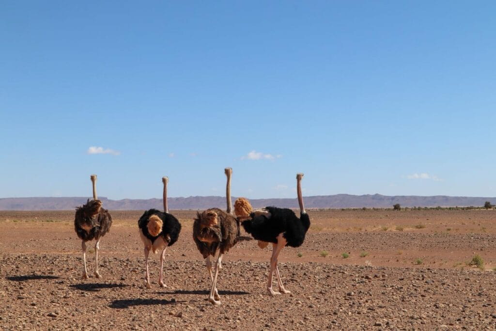 Ostriches in Moroccan desert