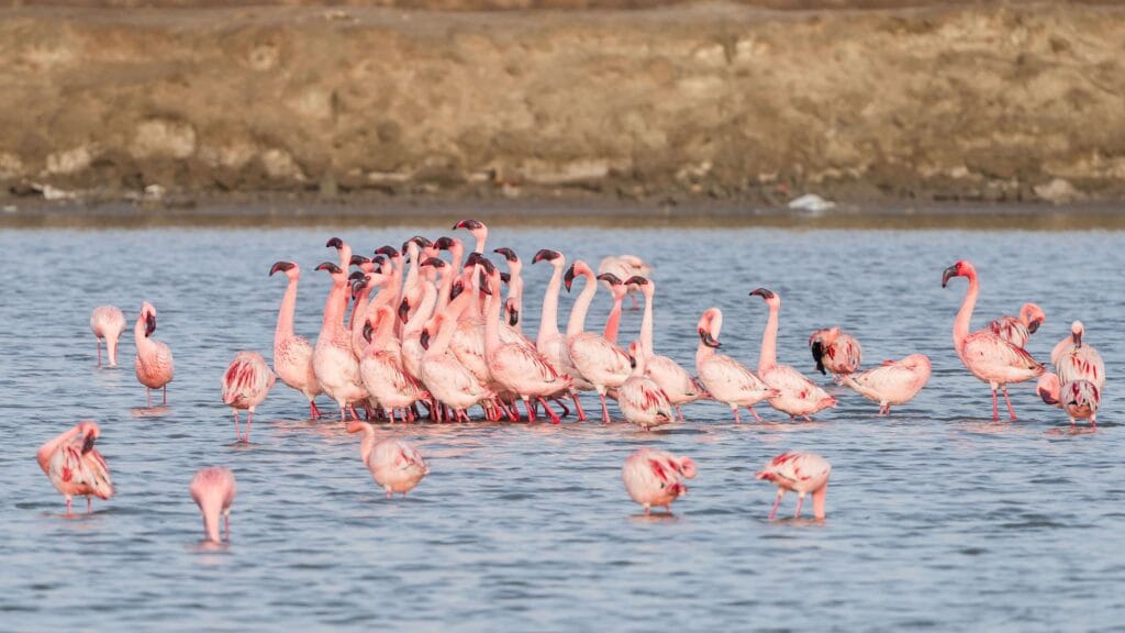 Birds of Morocco - flamingos