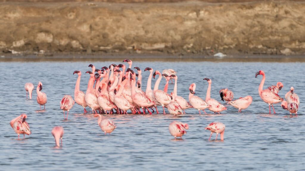 Flamingi w Parku Narodowym Souss Massa, Maroko