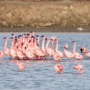 Flamingi w Parku Narodowym Souss Massa, Maroko