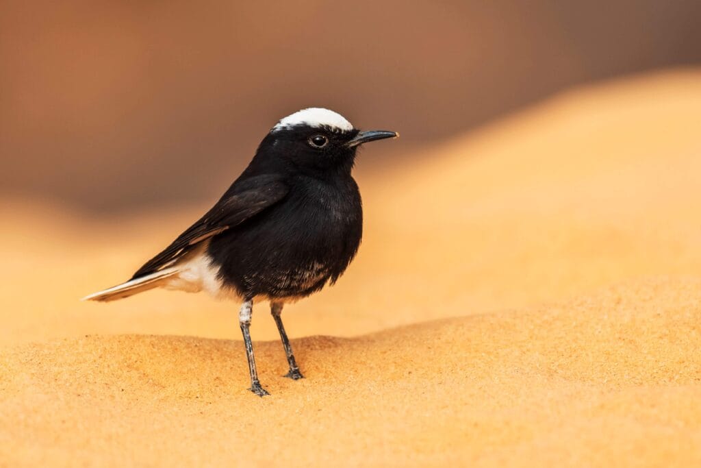 Birds of the desert - white-crowned wheatear